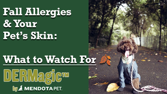 Fall Allergies & Your Petās Skin: What to Watch For šš¾