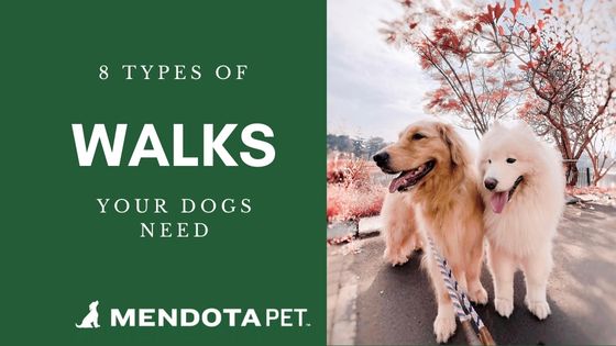 8 Types of Walks Your Dog Needs Mendota Pet