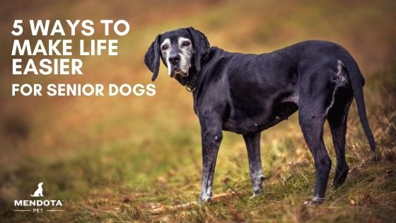 5 Ways to Make Life Easier for Senior Dogs