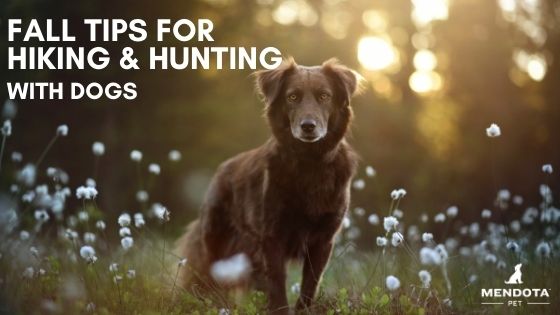 Tips for Hunting or Hiking with Dogs in Fall