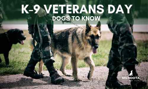 K-9 Military Dogs You Should Know on K-9 Veterans Day