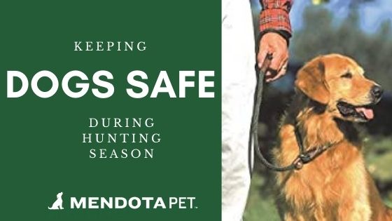 Keeping Dogs Safe During Hunting Season