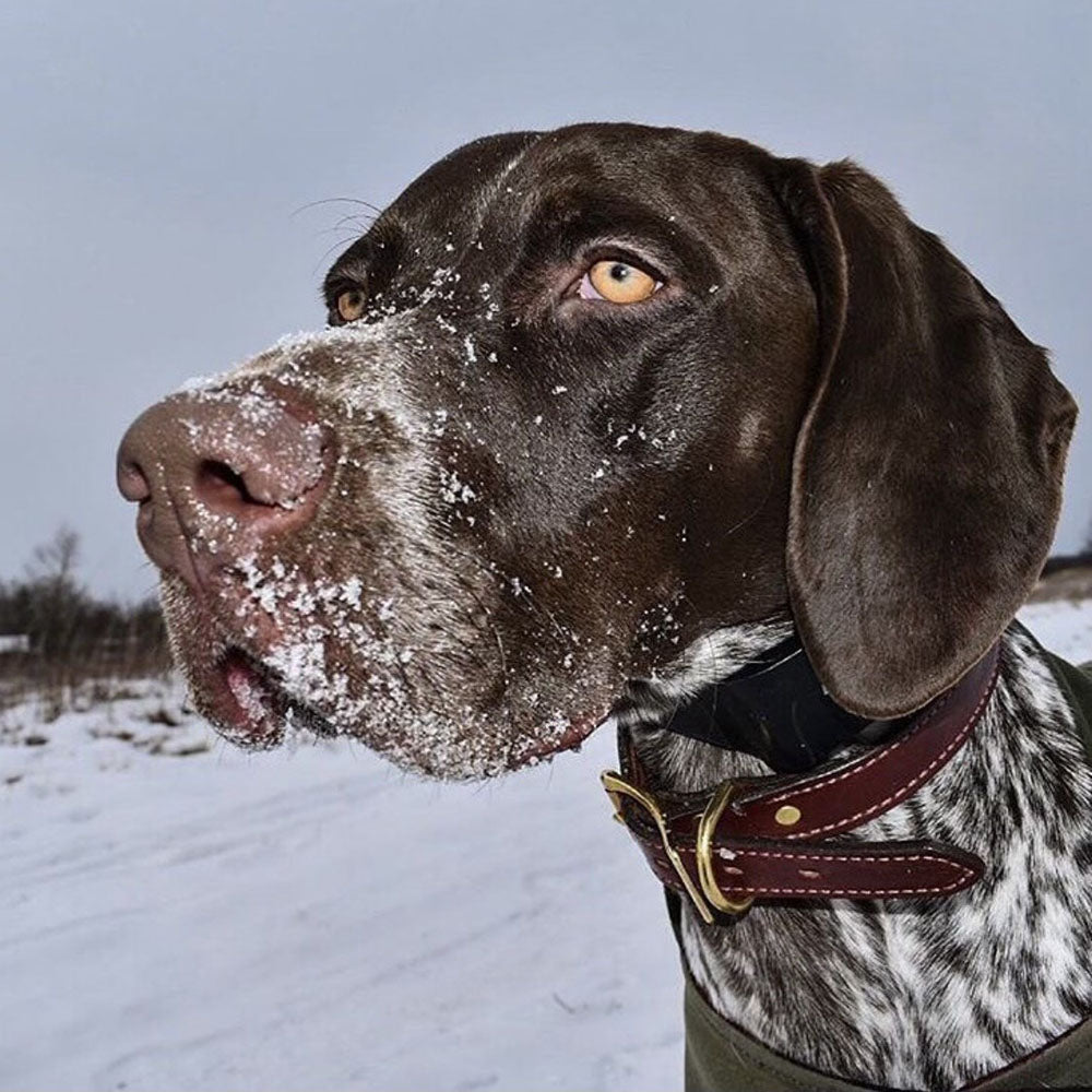 GSP with Leather Collar