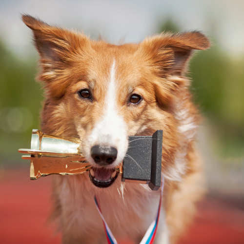 Small Pet & Show Leads