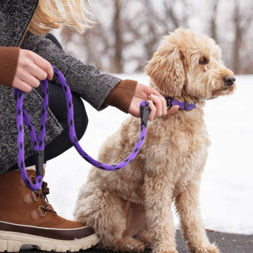 Mendota Pet Purple Snap Leash