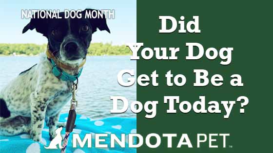 Kiki, a black-and-white rescue dog with spotted legs, featured for Mendota Pet’s National Dog Month blog, ‘Did Your Dog Get to Be a Dog Today?’
