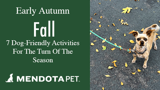Mendota Pet- Blog 7 Dog-Friendly Activities(Fall)