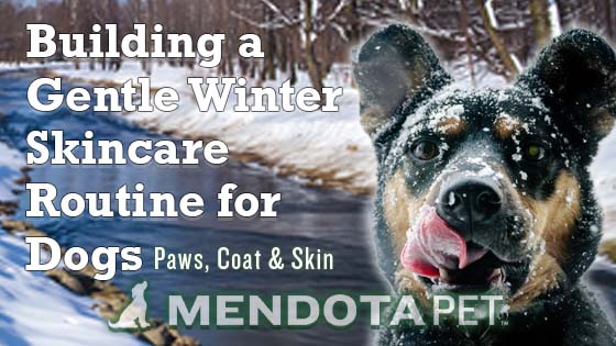 Dog in a winter setting with Mendota Pet logo—building a gentle winter skincare routine for dogs covering paws, coat, and skin.