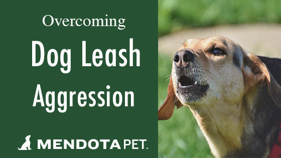 Overcoming Dog Leash Aggression