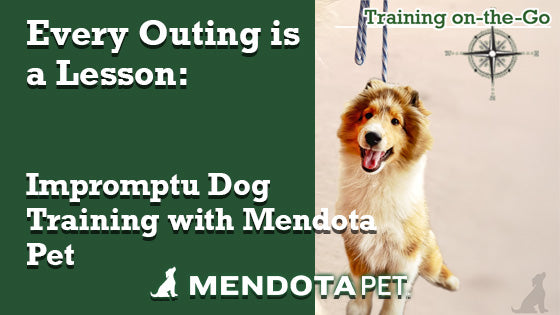 Mendota Pet Blog Art: Every Outing is a Lesson: Impromptu Dog Training with Mendota Pet. (pic) Border Collie sitting at attention.