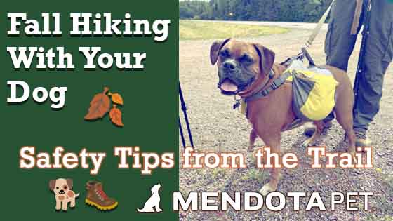 Dog wearing a hiking pack on a fall trail with the title “Fall Hiking With Your Dog: Safety Tips From the Trail,” Mendota Pet logo, and fall hiking graphics.