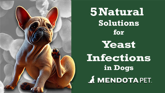 5 Natural Solutions for Yeast Infections in Dogs