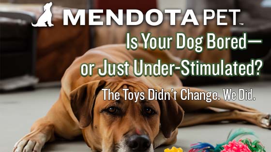 Mendota Pet blog article about dog boredom and simple dog enrichment ideas, featuring the title “Is Your Dog Bored—or Just Waiting for You to Make the First Move?” and the tagline “The Toys Didn't Change. We Did.”