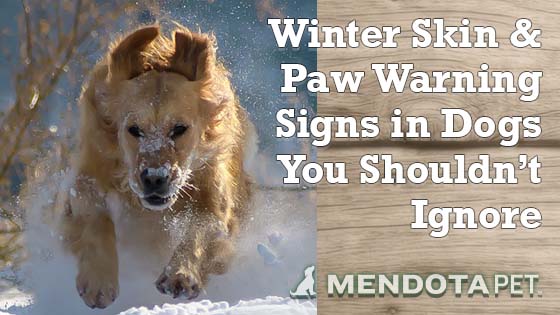 Winter Skin & Paw Warning Signs in Dogs You Shouldn’t Ignore 🐾