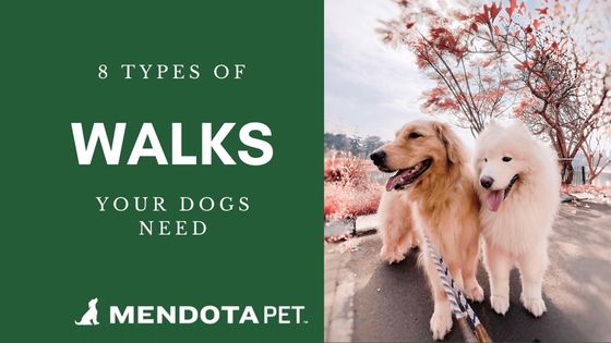 8 Types of Walks Your Dog Needs