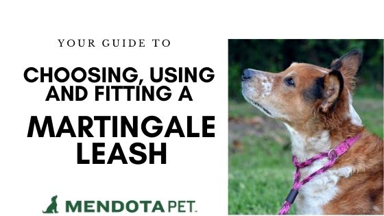 How to Choose, Fit and Use a Martingale Leash