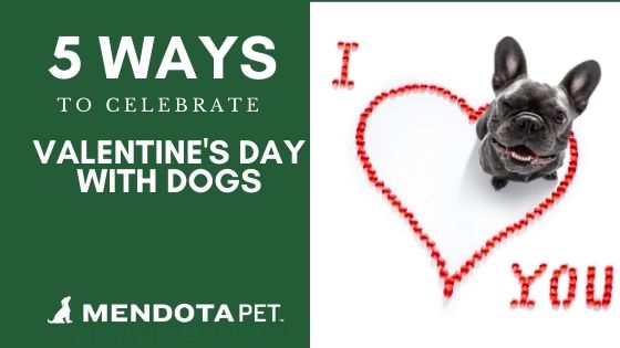 5 Ways to Celebrate Valentine’s Day with Dogs