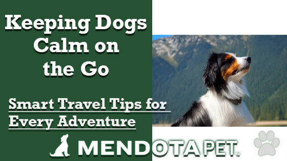 Keeping Dogs Calm on the Go: Smart Travel Tips for Every Adventure