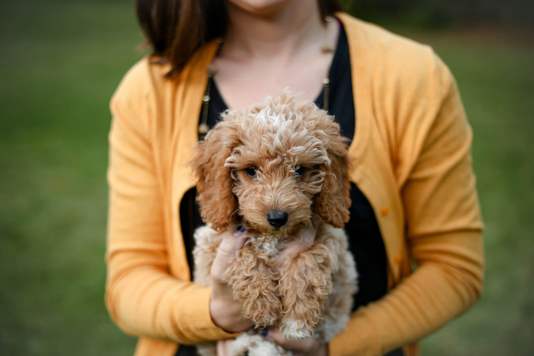 5 Family Friendly Hypoallergenic Dog Breeds