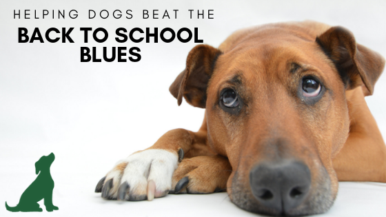 Helping Your Dog Beat the Back to School Blues