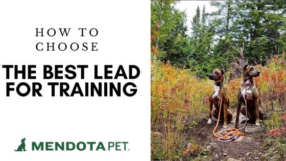 Choosing The Best Leash for Dog Training