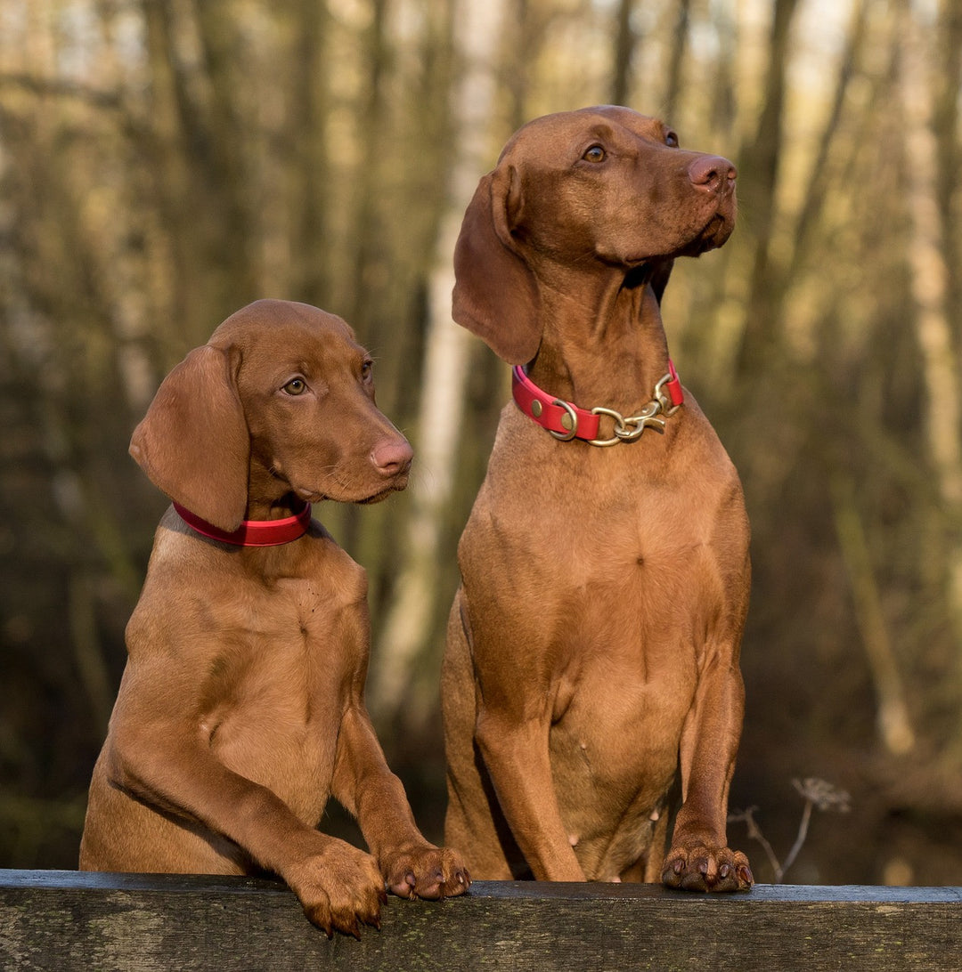 Cloning Your Dog: Would You Do It?