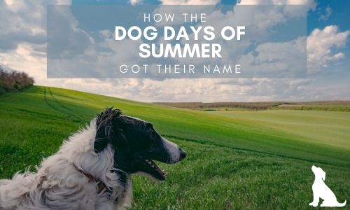 How the Dog Days of Summer Got Their Name