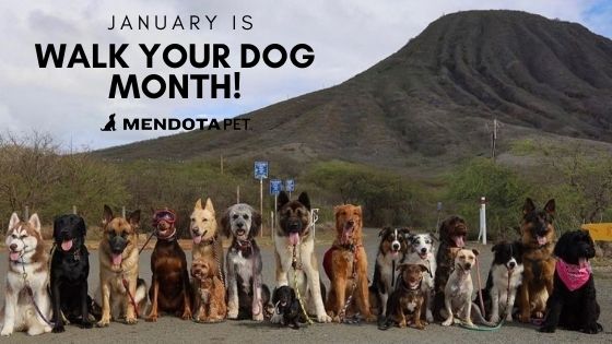 January is Walk Your Dog Month