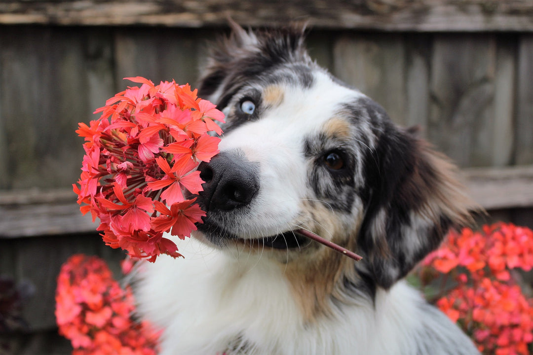 dog with flowers