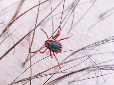 Ticks:  What they are and How to keep your dog safe
