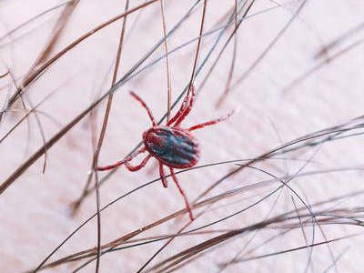 Ticks:  What they are and How to keep your dog safe