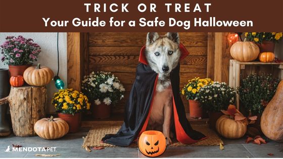Trick or Treat: Your Guide for a Safe Dog Halloween