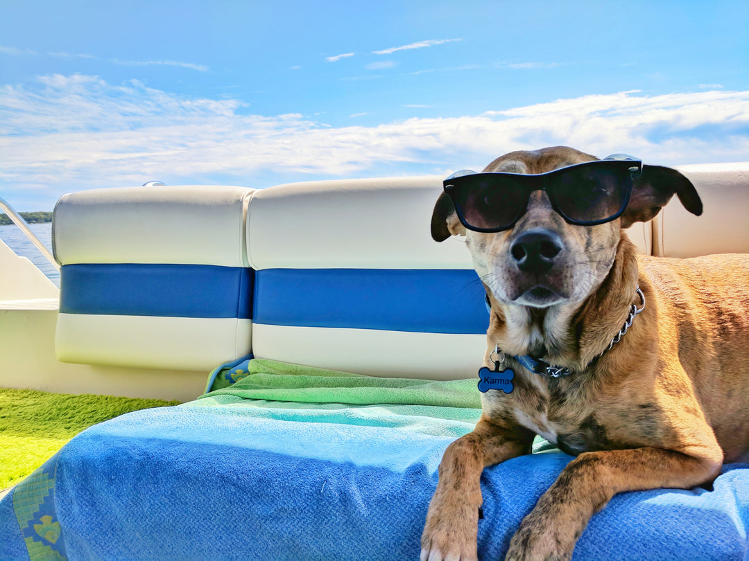 5 Ways to Beat the Summer Heat for Dogs