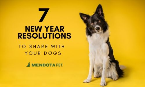 7 New Year Resolutions to Share with Your Dog