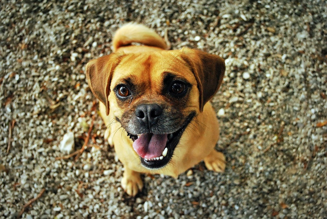 Ten Dog Gifs Guaranteed To Make You Smile