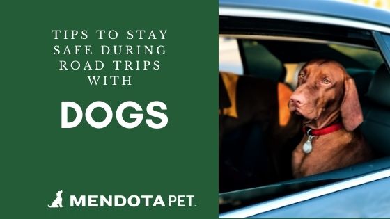 5 Tips for Road-tripping with Dogs