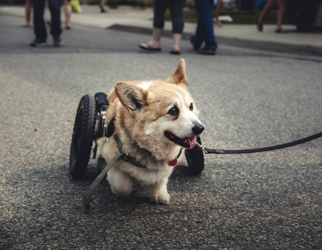 3 Inspiring Differently-Abled Dogs