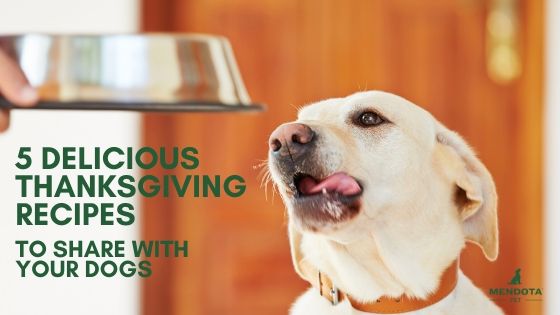 5 Delicious Thanksgiving Recipes To Share with Dogs