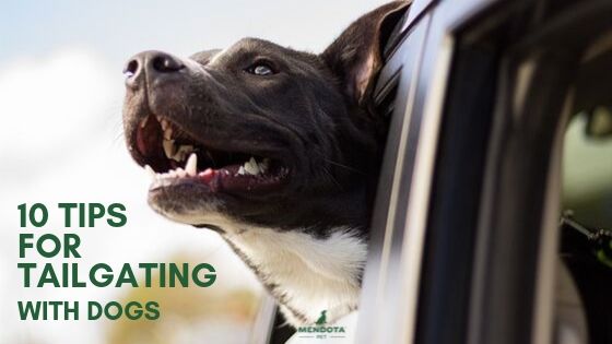 10 Tips for Tailgating with Dogs