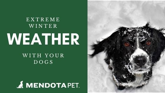 Adapting to Weather Extremes with Pets