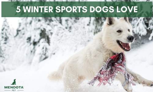 5 Winter Sports Dogs will Love