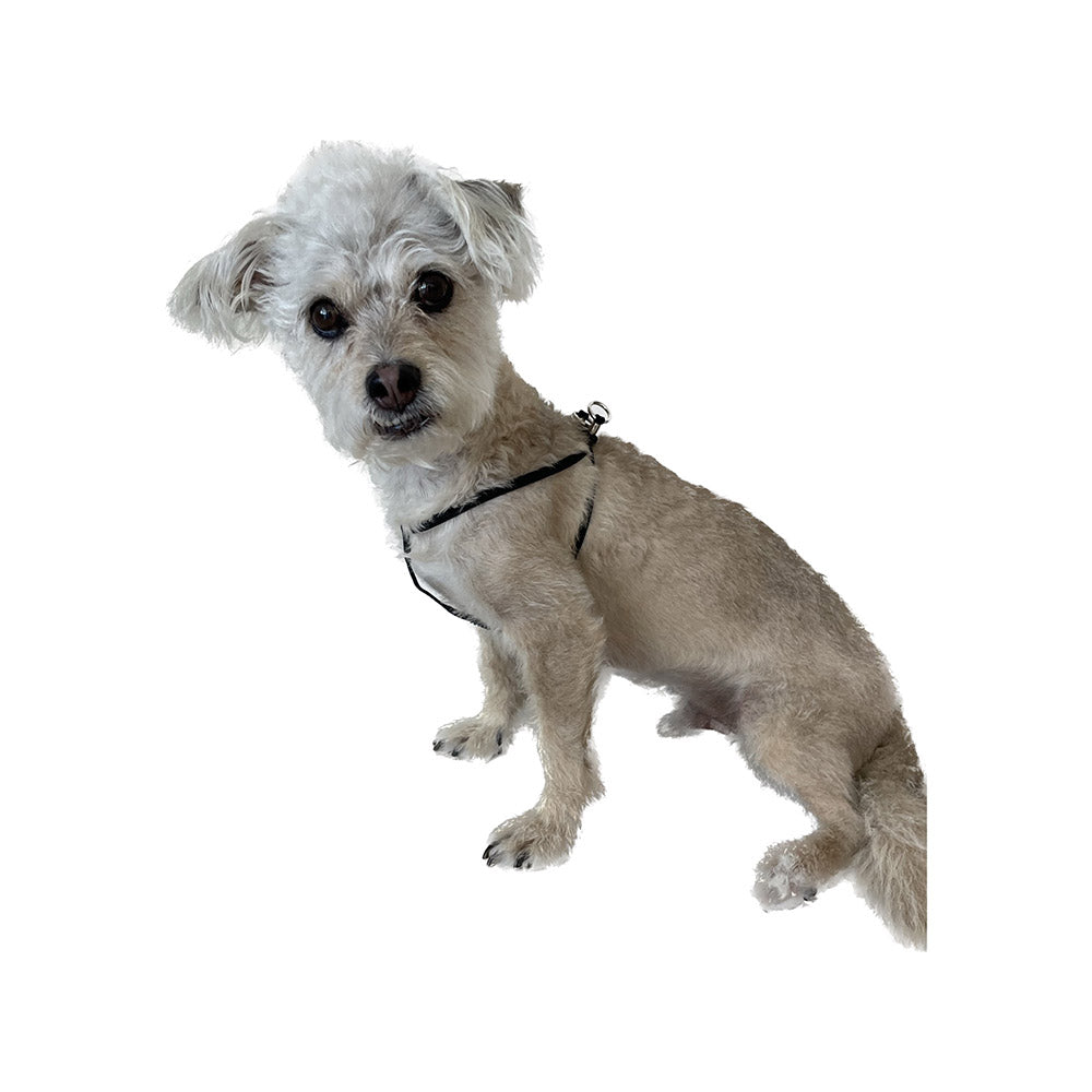 EZ Step-In Harness for Small Pets (Nylon)