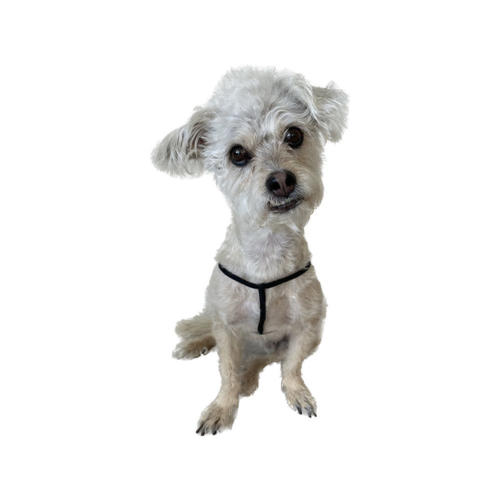 EZ Step-In Harness for Small Pets (Nylon)