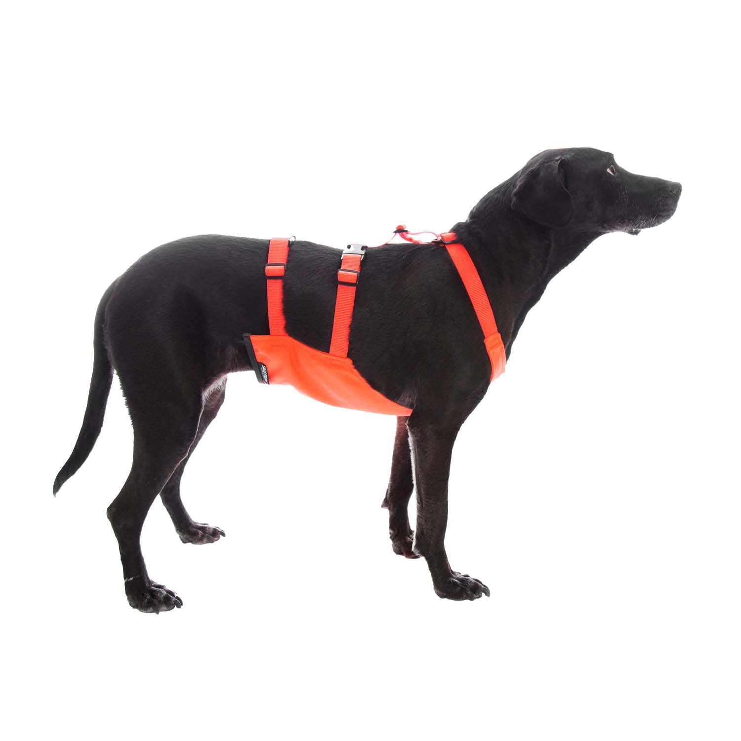 Dog skid plate shop chest protector